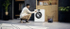 Fotoja e Rrobalarëse Miele Wsh 863 Wcs Greenperformance, 8 kg, 1400, A, e bardhë, Picture 6