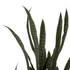 Fotoja e Bimë sintetike SANSEVIERIA (HM7994.02), gjelbër, Picture 3