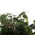 Fotoja e Bimë sintetike Pema Banyan 136cm (HM7992), Picture 4