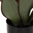 Fotoja e Bimë dekorative sintetike broadleaf sansevieria Φ14×12–51 cm (HM7996), Picture 5