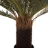 Fotoja e Bimë sintetike Spike-Leaf Palm në vazo (HM7983), Picture 5