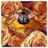 Fotoja e Set për femra Lancôme Trésor, EDP 50 ml + losion trupi 50 ml + EDP 10 ml, Picture 3
