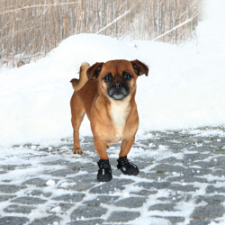 Fotoja e Këpucë sigurie për qen Trixie Walker Active, XS, të zeza, 2 copë
