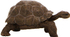Fotoja e Figurë Russell - Breshka Galapagos, Picture 1
