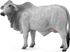 Fotoja e Figurë Collecta: Lopa Brahman, 14.5x5x8 cm, +3 vjeç, Picture 1
