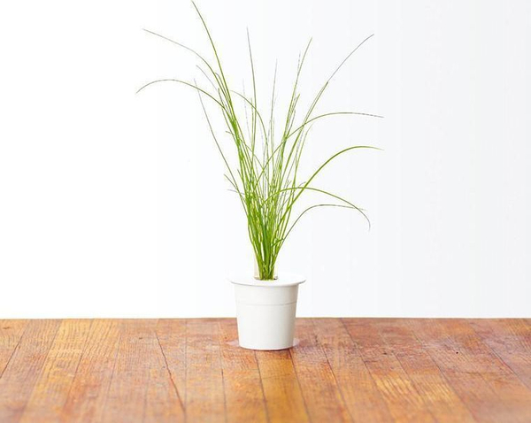 Fotoja e Kapsula me 3 farë qepësh Click And Grow Smart Soil