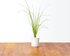 Fotoja e Kapsula me 3 farë qepësh Click And Grow Smart Soil, Picture 1