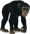 Fotoja e Figurinë shimpaze femër Collecta (004-88493), Picture 1
