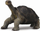 Figurë kolektive Tortoise from Pinta Island