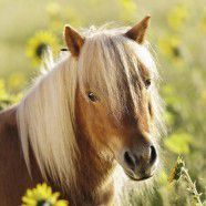 Puzzle Ravensburger Lovely Horses (080113), 3 x 49 elemente