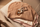Thes gjumi 70cm  Biscuit