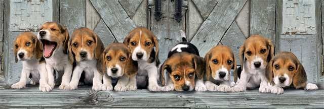 Puzzle Clementoni Panorama of the Beagles, 1000 elemente