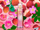 Sprej për trup Playboy, Daydreaming, 250 ml