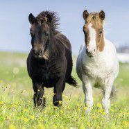 Puzzle Ravensburger Lovely Horses (080113), 3 x 49 elemente