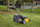 Kositëse bari Dewalt XR (DCMW564N) 2x18V