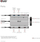 Club3D HUB USB-C 9v1, HDMI, VGA, 2x USB-A Gen1, RJ45, SD, PD 100W