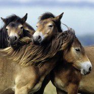 Puzzle Ravensburger Lovely Horses (080113), 3 x 49 elemente